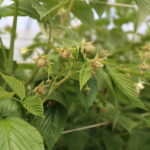 IMG_0468malina_borowka