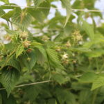 IMG_0471malina_borowka