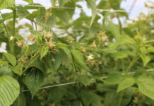 Uwaga na szkodniki malin