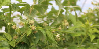 Uwaga na szkodniki malin