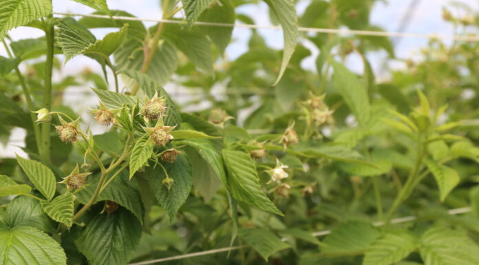 Koniec kwitnienia malin – potrzebna zmiana strategii nawożeniowej