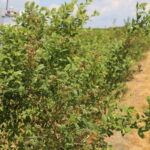 IMG_0483malina_borowka