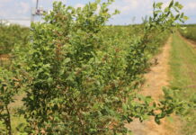 Utrzymać równowagę we wzroście i plonie w uprawie borówki