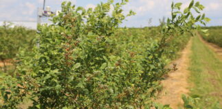 Utrzymać równowagę we wzroście i plonie w uprawie borówki