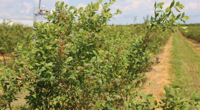 Utrzymać równowagę we wzroście i plonie w uprawie borówki