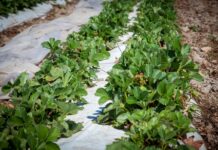 Lecytyna wspomaga ochronę i poprawia jakość truskawek