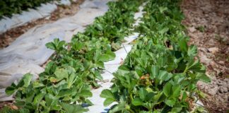 Lecytyna wspomaga ochronę i poprawia jakość truskawek