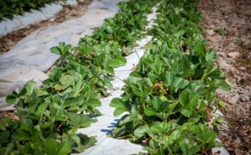Lecytyna wspomaga ochronę i poprawia jakość truskawek