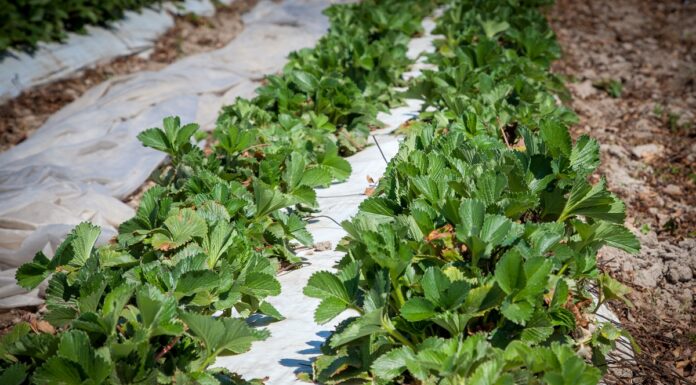 Lecytyna wspomaga ochronę i poprawia jakość truskawek