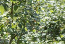 Budujemy plon ilościowy i jakościowy w borówce