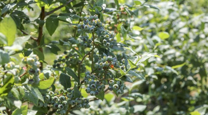 Budujemy plon ilościowy i jakościowy w borówce