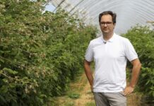 Trwają zbiory malin. Jak utrzymać jakość i poprawić smak?