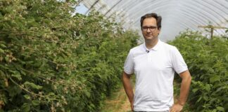 Trwają zbiory malin. Jak utrzymać jakość i poprawić smak?