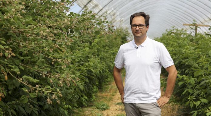 Trwają zbiory malin. Jak utrzymać jakość i poprawić smak?