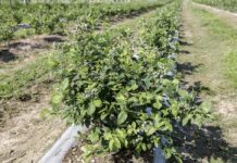 Misecznik i pryszczarek w borówce. Kiedy i jak zwalczać?