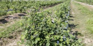 Misecznik i pryszczarek w borówce. Kiedy i jak zwalczać?