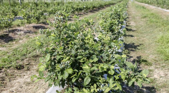 Misecznik i pryszczarek w borówce. Kiedy i jak zwalczać?