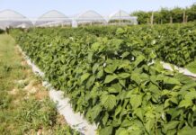 Kompleksowa ochrona malin jesiennych