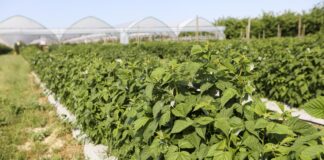 Kompleksowa ochrona malin jesiennych