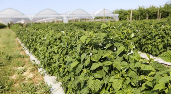 Kompleksowa ochrona malin jesiennych