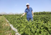 Dobra kondycja malin i zdrowotność w okresie kwitnienia. FILM