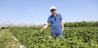 Dobra kondycja malin i zdrowotność w okresie kwitnienia. FILM