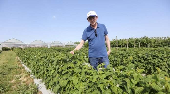 Dobra kondycja malin i zdrowotność w okresie kwitnienia. FILM