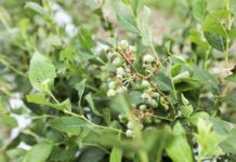 Ubezpieczenia rolne z PZU – wysoki limit dopłat