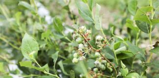 Ubezpieczenia rolne z PZU – wysoki limit dopłat