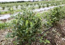 Borówkowe Factory i Malinowe Factory po gradzie. Sceny drastyczne dla ogrodników