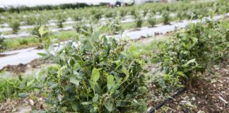 Borówkowe Factory i Malinowe Factory po gradzie. Sceny drastyczne dla ogrodników