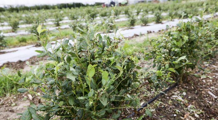 Borówkowe Factory i Malinowe Factory po gradzie. Sceny drastyczne dla ogrodników