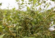 Grad i nawałnice – jak uratować rośliny po żywiole? grad borówka