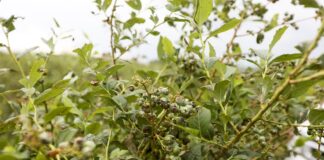 Grad i nawałnice – jak uratować rośliny po żywiole? grad borówka