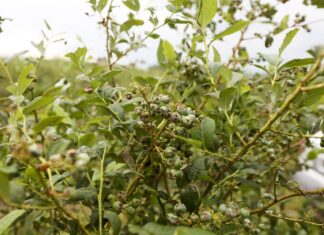 Grad i nawałnice – jak uratować rośliny po żywiole? grad borówka