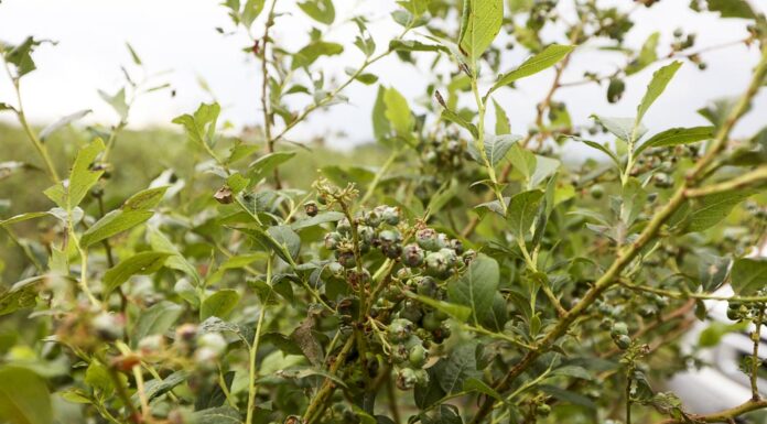 Grad i nawałnice – jak uratować rośliny po żywiole? grad borówka