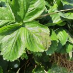 Liść uszkodzony przez intensywne słońce