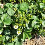 Mijescami krzewy musza wykarmićogromną masę owoców