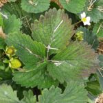 Niepokojące przebarwienia na liściach Marmolady