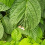 Objawy niedoboru wapnia na liściach