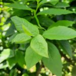 Objawy żerowania pryszczarka borówkowca