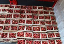 Zbiory truskawek w polu trwają