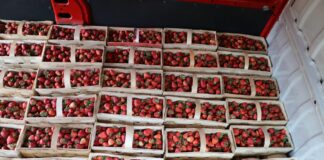 Ceny truskawek na giełdzie w Goławinie