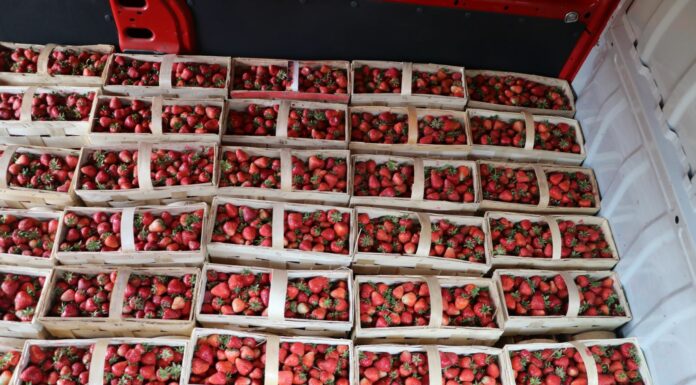 Ceny truskawek na giełdzie w Goławinie