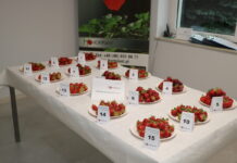 Hodowlane Rendez-Vous – degustacje truskawek i znacznie więcej – FOTOGALERIA