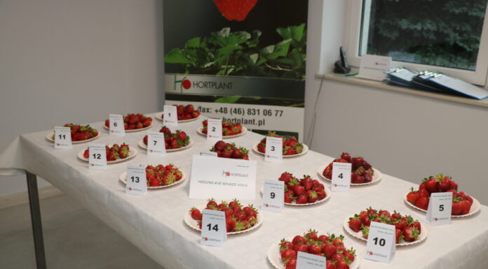 Hodowlane Rendez-Vous – degustacje truskawek i znacznie więcej – FOTOGALERIA