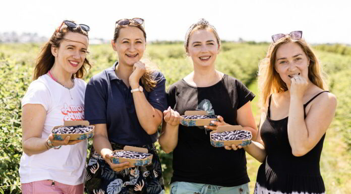 Producenci jagody kamczackiej zapraszają na swoje plantacje