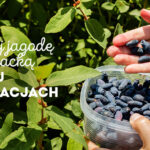 Superowoce_haskap_owoce