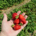 Plantator kontra Straż Granicza. Izba Rolnicza zabrała głos