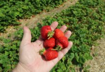 Plantator kontra Straż Granicza. Izba Rolnicza zabrała głos